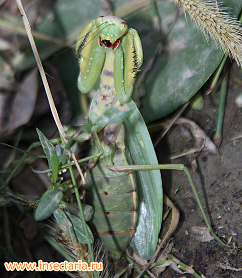 Богомол обыкновенный Mantis religiosa